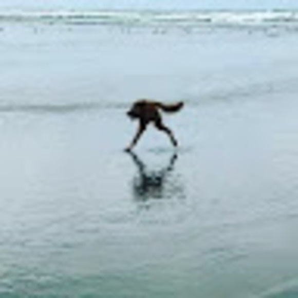 Meet your Posher, Willow - Picture 1 of 1